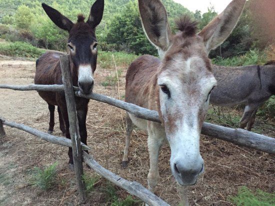 Skiathos Donkey Club